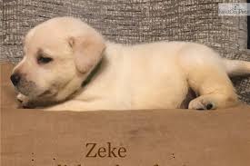 The goals and purposes of this breed standard include: Zeke Labrador Retriever Puppy For Sale Near Greensboro North Carolina E7c52271 4501