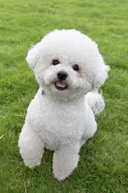 No bichon frise's were found in the for sale catergory. Bichon Frise Dogs For Sale
