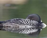 Image result