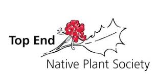 Image result for Vincetoxicum apiculatum