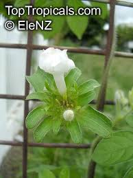 Image result for Ipomoea pes-tigridis