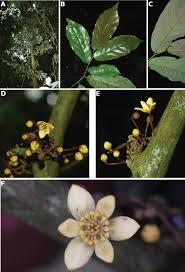 Image result for Monanthotaxis poggei