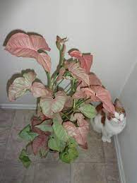 Syngonium Pink Allusion Curling Leaves Hanging Plants House Plants Plant Decor