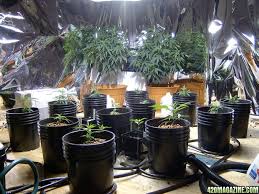 Our northern lights feminized will grow as high as 1.2 m tall indoors, but it will stretch to over 2 m tall outside. Dr Atomic Northern Lights Grow 420 Magazine