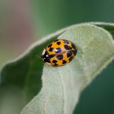 Harmonia axyridis, most commonly known as the harlequin, multicoloured asian, or asian ladybeetle, is a large coccinellid beetle. Asiatische Marienkafer Sind Sie Eine Gefahr Fur Uns Menschen Bildderfrau De