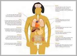 Females can see their own external organs if they place . Diagrams Anatomy System Human Body Anatomy Diagram And Chart Images Page 14