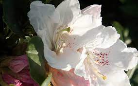 Rhododendron is a genus of 500 to 900 species and includes both of what we commonly call rhododendrons and azaleas. Southgate Divine Rhododendron 2 5 Quart Shrub Rhododendrons Native Azaleas Togogarden