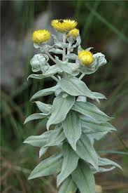 Image result for Helichrysum decorum