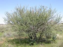 Image result for Acacia hebeclada