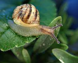 It can be confusing because insects are animals too! Snail Insect Pest Free Photo On Pixabay