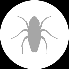 Building and pest reports can identify a number of issues about the property. Pest Control Hervey Bay Hervey Bay Maryborough Pest Control
