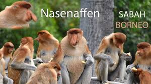It belongs in the monotypic genus nasalis. Nasenaffen In Sabah 2019 Malaysia Borneo Youtube