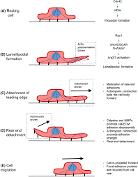 Striated muscles show stripes whereas smooth muscles do not show stripes. Emerging Regulators Of Vascular Smooth Muscle Cell Migration Springerlink