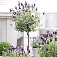 Lavender Patio Tree Grow Things Better In 2021 Lavender Plant Fragrant Plant Patio Trees