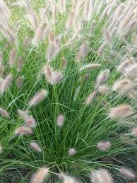 Garten Federborstengras Herbstzauber Pennisetum Alopecuroides Herbstzauber Achtertuin Planten Siergrassen Tuin