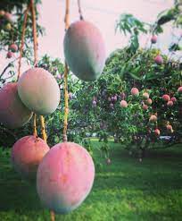 Maybe you would like to learn more about one of these? Ensey Tropical Fruit Company