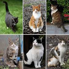 Is There A Link Between Coat Color And Personality The Conscious Cat Cats Pets Cats And Kittens