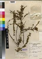 Image result for Seddera