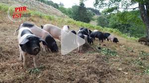 Crewstacez.com meets the trumpet man. Ferme De Fougeres Diversification Avec Des Cochons En Plein Air Youtube
