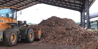 Manihot esculenta) ialah tumbuhan tropika dan subtropika dari famili euphorbiaceae yang terkenal sebagai sumber utama karbohidrat dan daunnya sebagai sayuran. Kementerian Pertahanan Punya Food Estate Tanam Singkong Di Kalimantan Merdeka Com