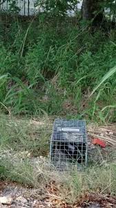 Very neat and as good as it can be in this extreme heat. Annie Oakley Pest Control Home Facebook