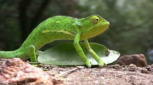 I'm just reposting this video from a facebook account. Chameleon Changing Colors Stock Video Footage 4k And Hd Video Clips Shutterstock