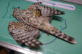 ✓ free for commercial use ✓ high quality images. Illegal Hunting Komitee Gegen Den Vogelmord E V