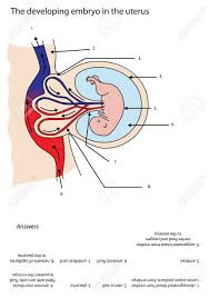 Labelled diagram of an atom. Labeled Diagram Of Developing Embryo In The Uterus Royalty Free Cliparts Vectors And Stock Illustration Image 47266982