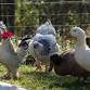 Rathdowney Chickens, Ducks & Waterfowl Markets event image