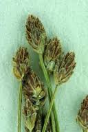 Image result for Eleocharis atropurpurea