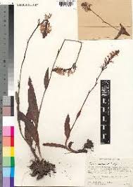 Image result for Cynorkis buchananii