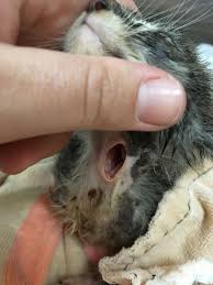 Image result for cuterebriasis in dogs