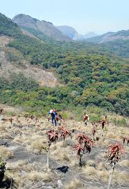 Image result for Schizochilus lepidus