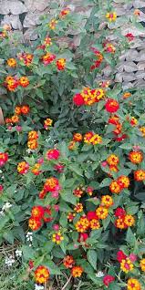 Se decidi di utilizzare delle piante da siepi fiorite, può diventare anche una bellissima decorazione colorata e profumata che rallegrerà tutto l'ambiente. De Necrezut Prefix Ulei Cespugli Fioriti Per Giardino Amazon Atexsystem Ro