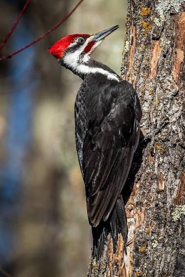 Pileated Pecker Photograph by Paul Freidlund - Fine Art America