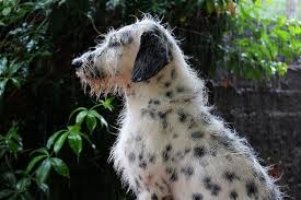 29 dogs that are mixed with border collie. 15 Dalmatian Mixes Spotting The Right Canine Partner
