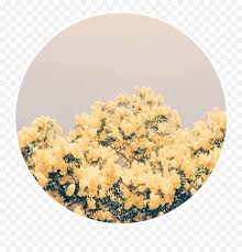 Check spelling or type a new query. Download Yellow Flowers Yellowflowers Aesthetic Background Yellow Flower Background Aesthetic Png Yellow Background Png Free Transparent Png Images Pngaaa Com
