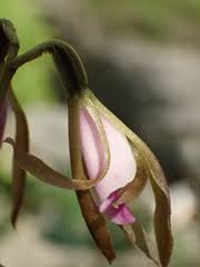 Image result for Nervilia sp.no.4