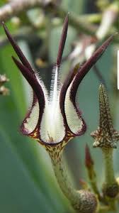 Image result for Chlorophytum gallabatense