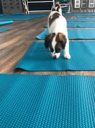 The abused, abandoned and neglected dogs of this world. Poses For Pups A Rescue Yoga Event Nonahood News