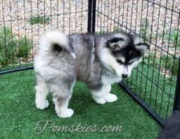 Lancaster puppies has standard and mini pomsky puppies for sale in pa, as well as ohio, indiana, and new york. Pomsky Puppies For Sale In Pa Pomskies