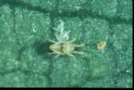 Image result for spotted spider mite
