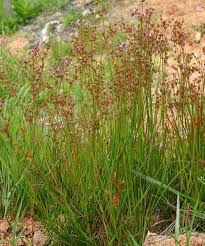 Image result for Juncus exsertus