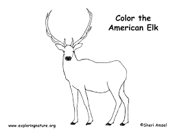 Rocky mountain elk coloring pages are a fun way for kids of all ages to develop creativity, focus, motor skills and color recognition. Elk Coloring Page
