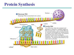 Translation of mrna uses the protein synthesis machinery of host cells. Chapter 17 From Gene To Protein Ppt Download