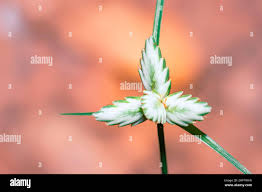 Image result for Cyperus margaritaceus