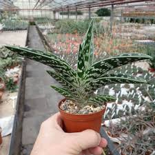 Succulent plants, which are members of the cactus family, make excellent examples: Aloe Variegata Uhlig Kakteen More Than 5 000 Different Species