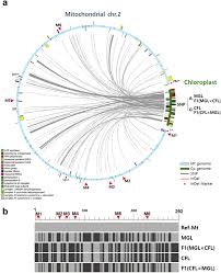Check spelling or type a new query. Inheritance Of Chloroplast And Mitochondrial Genomes In Cucumber Revealed By Four Reciprocal F1 Hybrid Combinations Scientific Reports