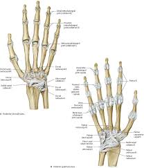 Wrist Hand Atlas Of Anatomy