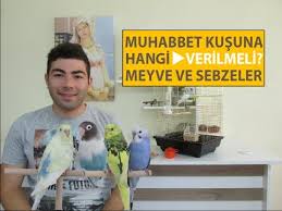 muhabbet kuslarina hangi meyve ve sebzeler verilmeli youtube
